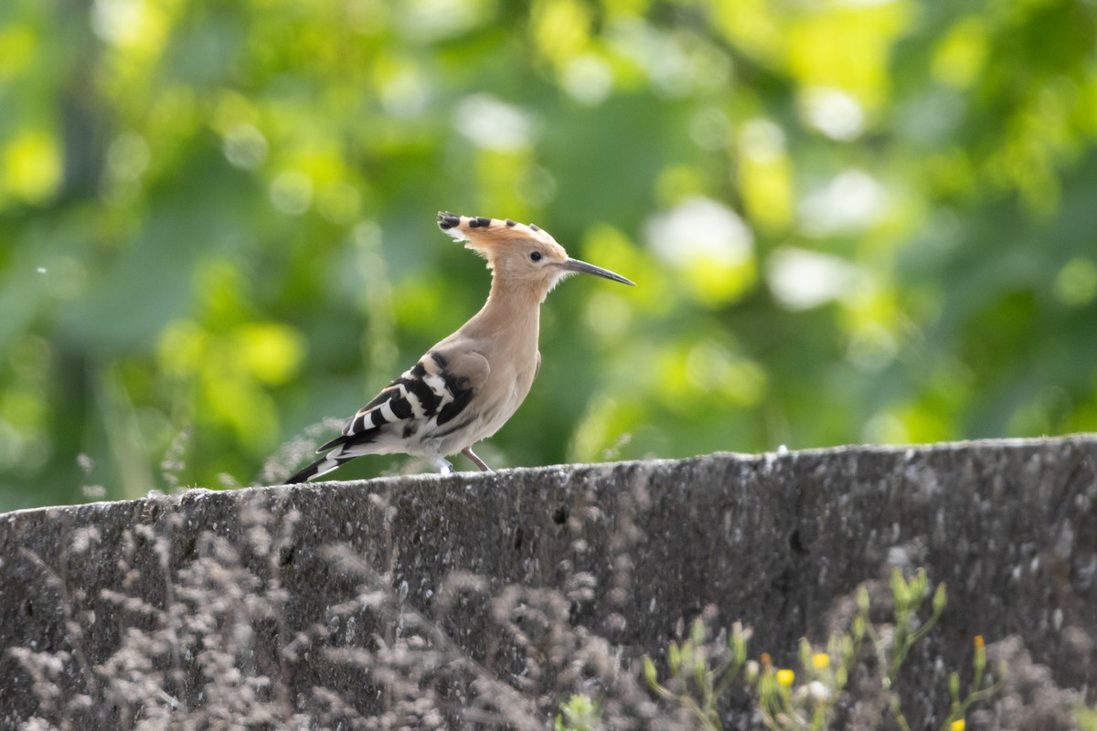 Eurasian Hoopoe - ML620330905