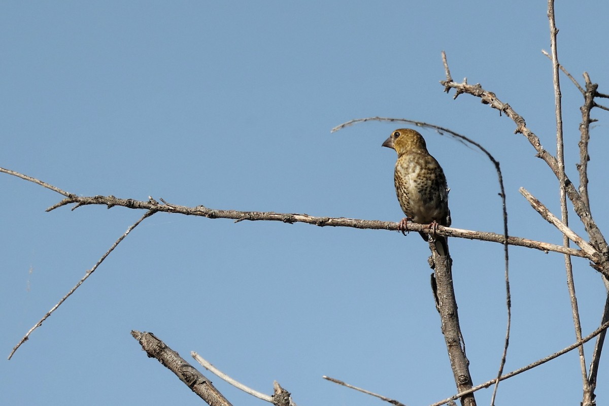 Hawfinch - ML620330927