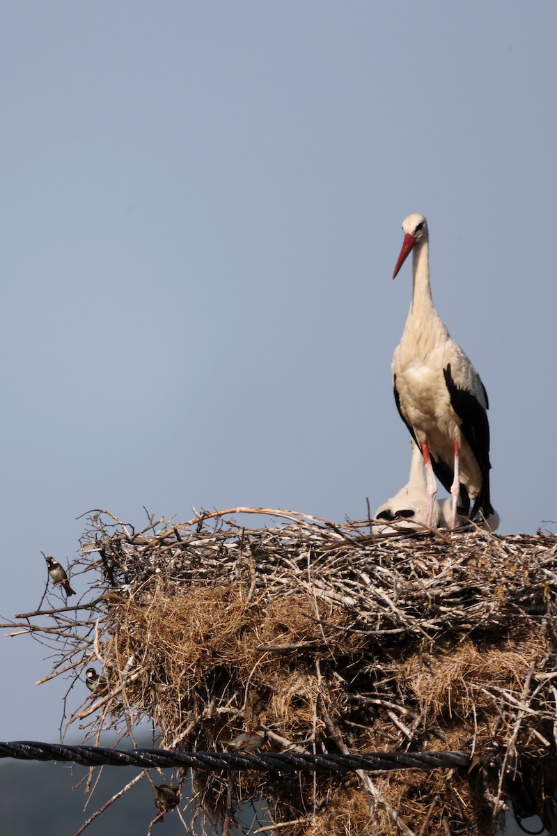 White Stork - ML620330932