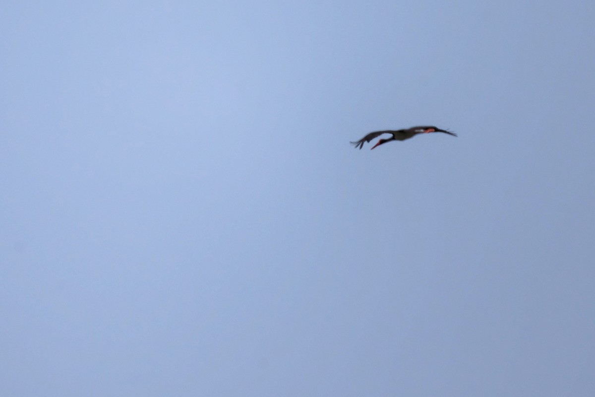 Black Stork - ML620330939