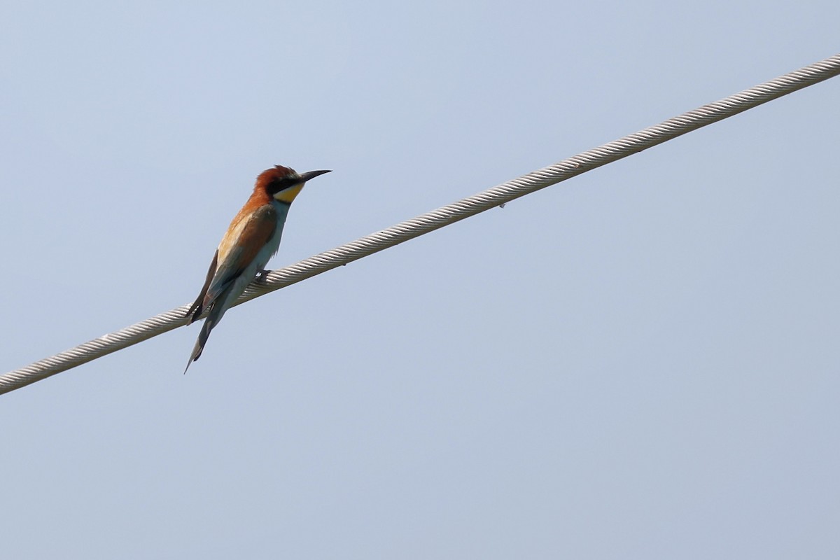 European Bee-eater - ML620330940