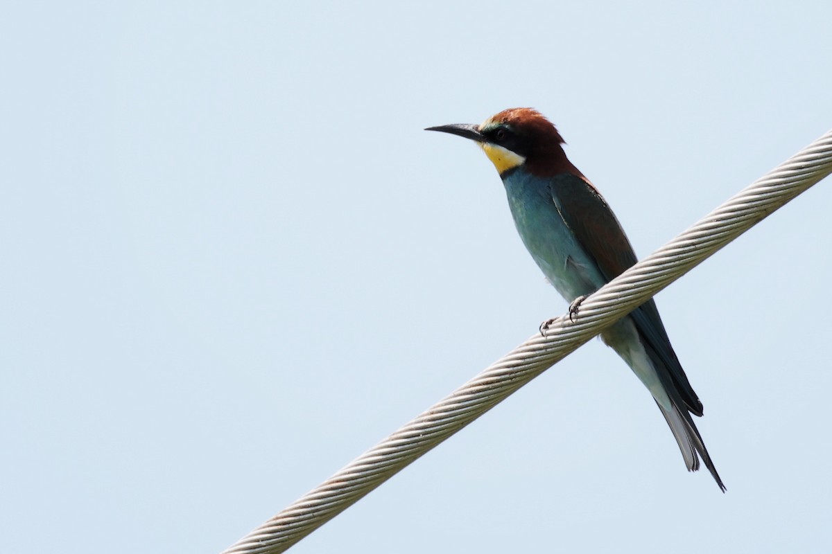 European Bee-eater - ML620330941