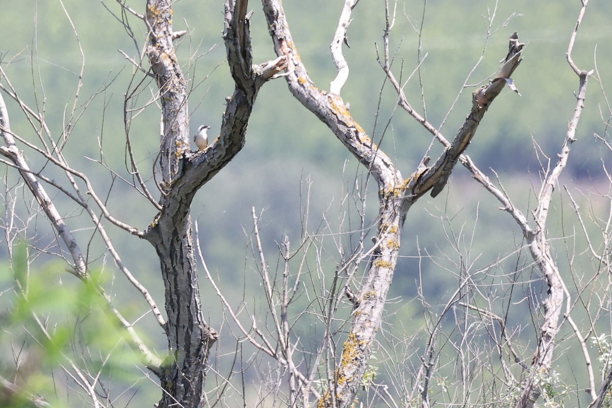 Lesser Gray Shrike - ML620330944