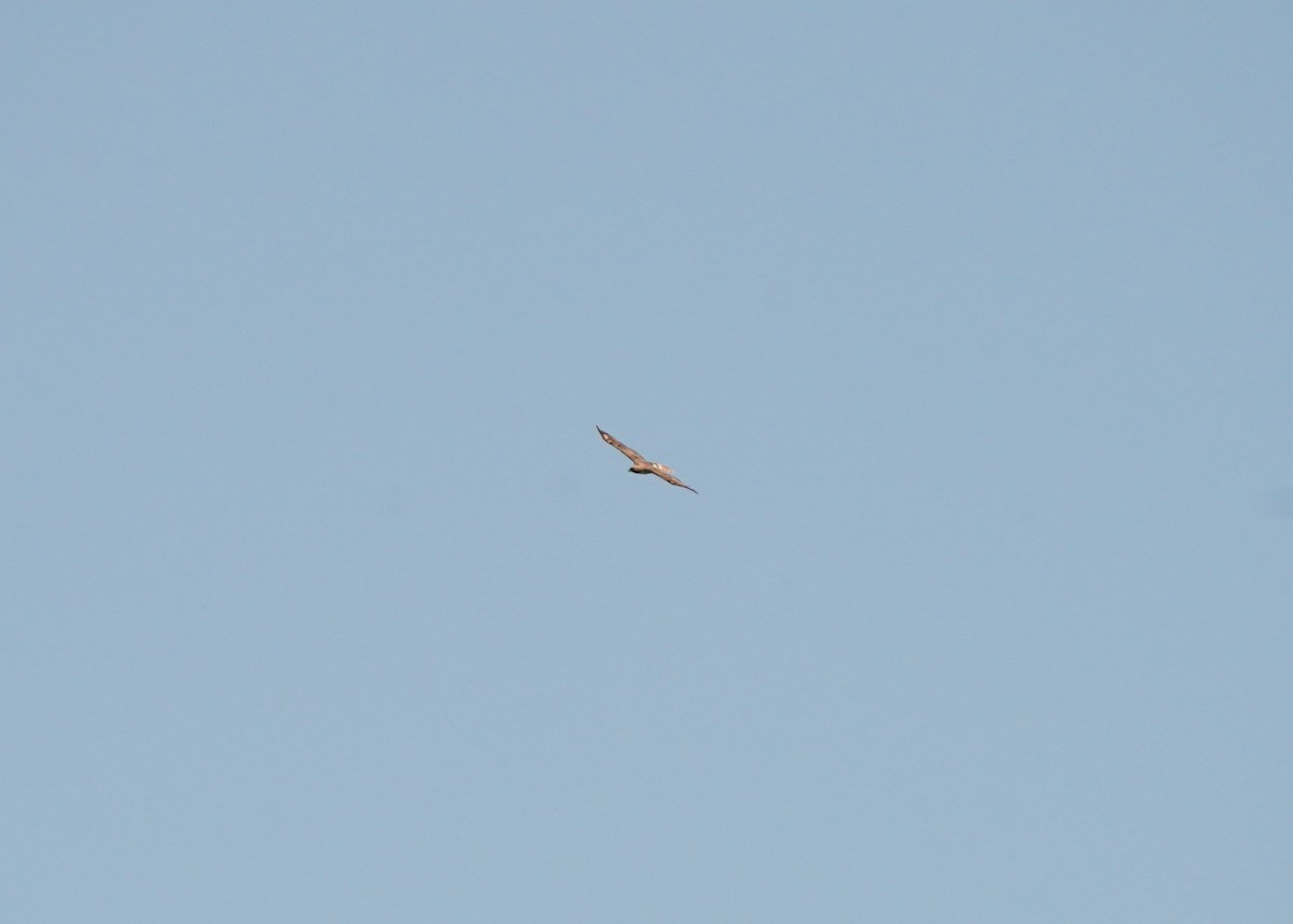 Red-tailed Hawk - ML620330946