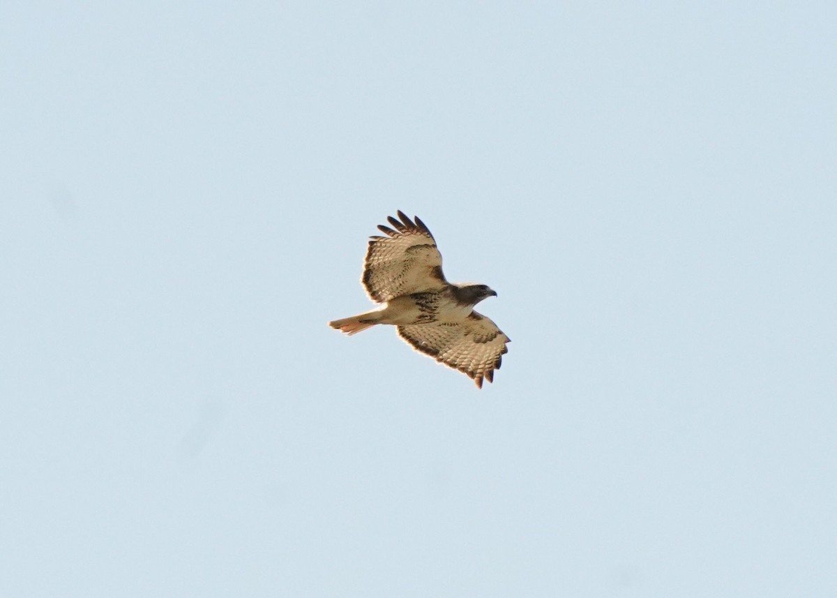 Red-tailed Hawk - ML620330947