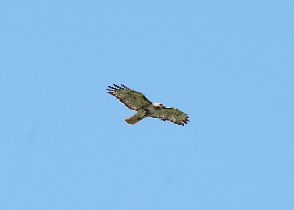Red-tailed Hawk - ML620330948