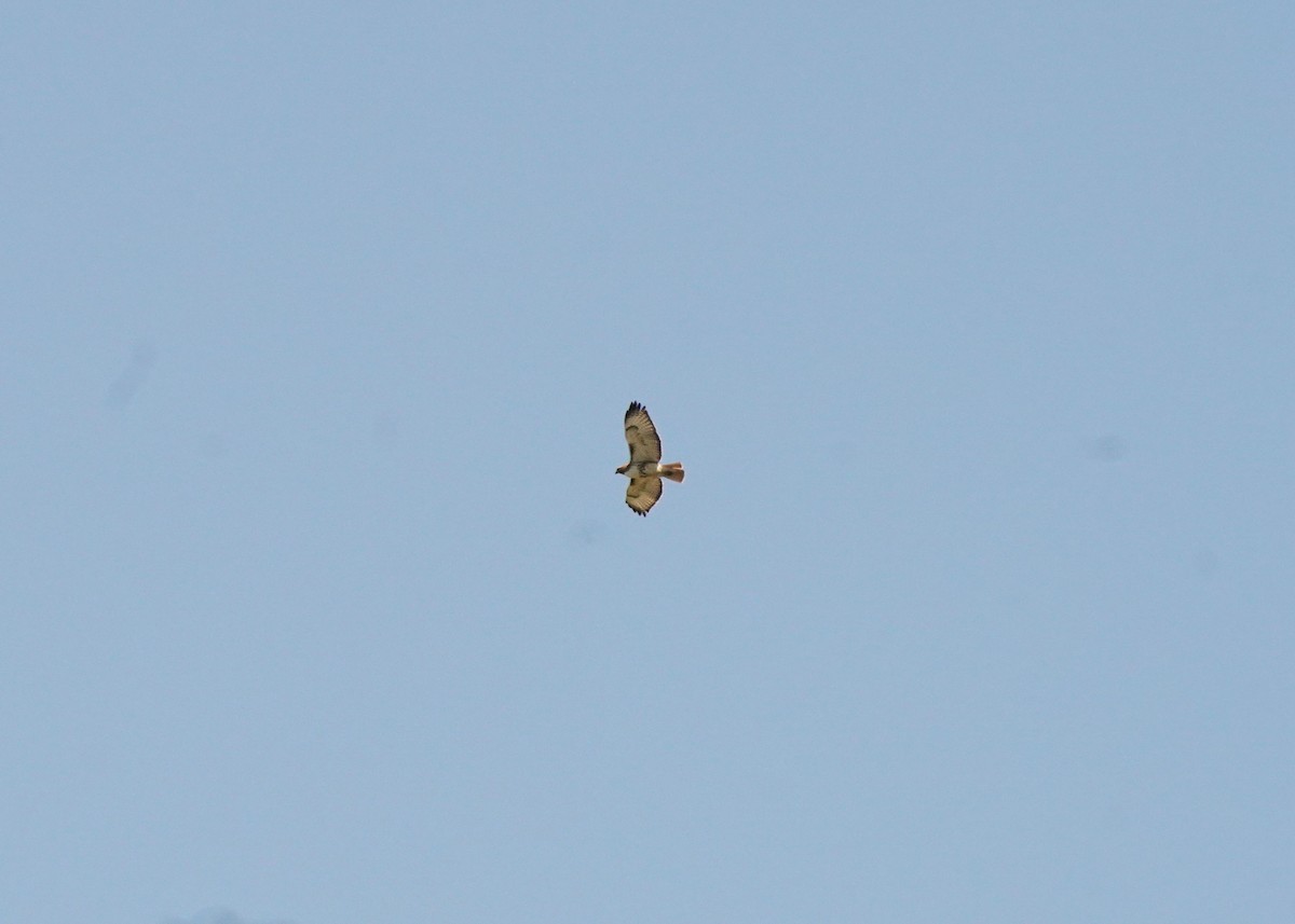 Red-tailed Hawk - ML620330949