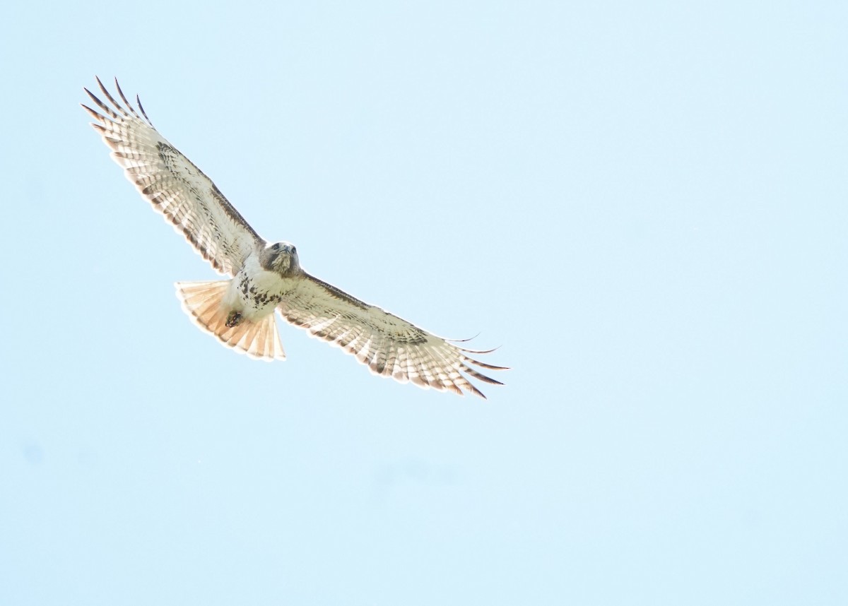 Red-tailed Hawk - ML620330950