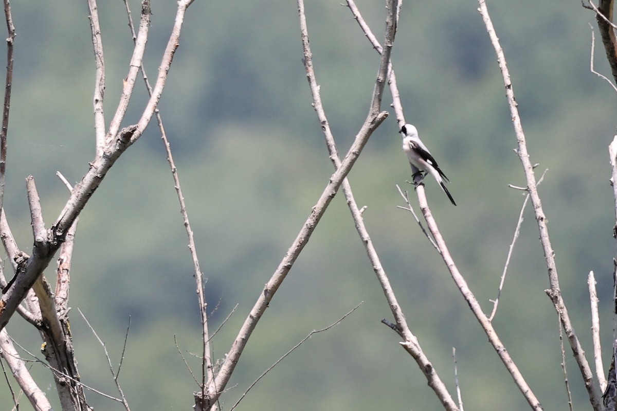 Lesser Gray Shrike - ML620330954