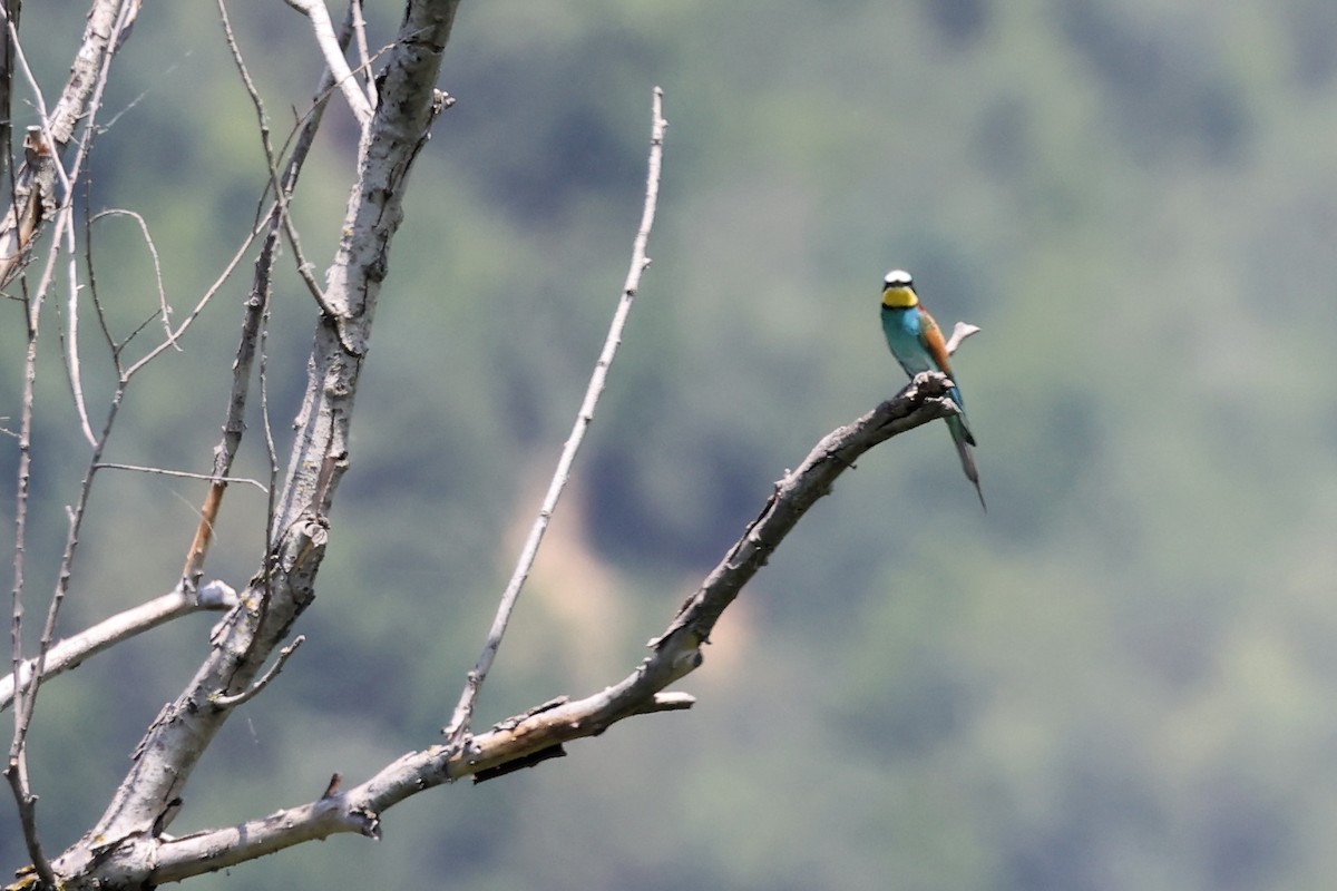 European Bee-eater - ML620330955