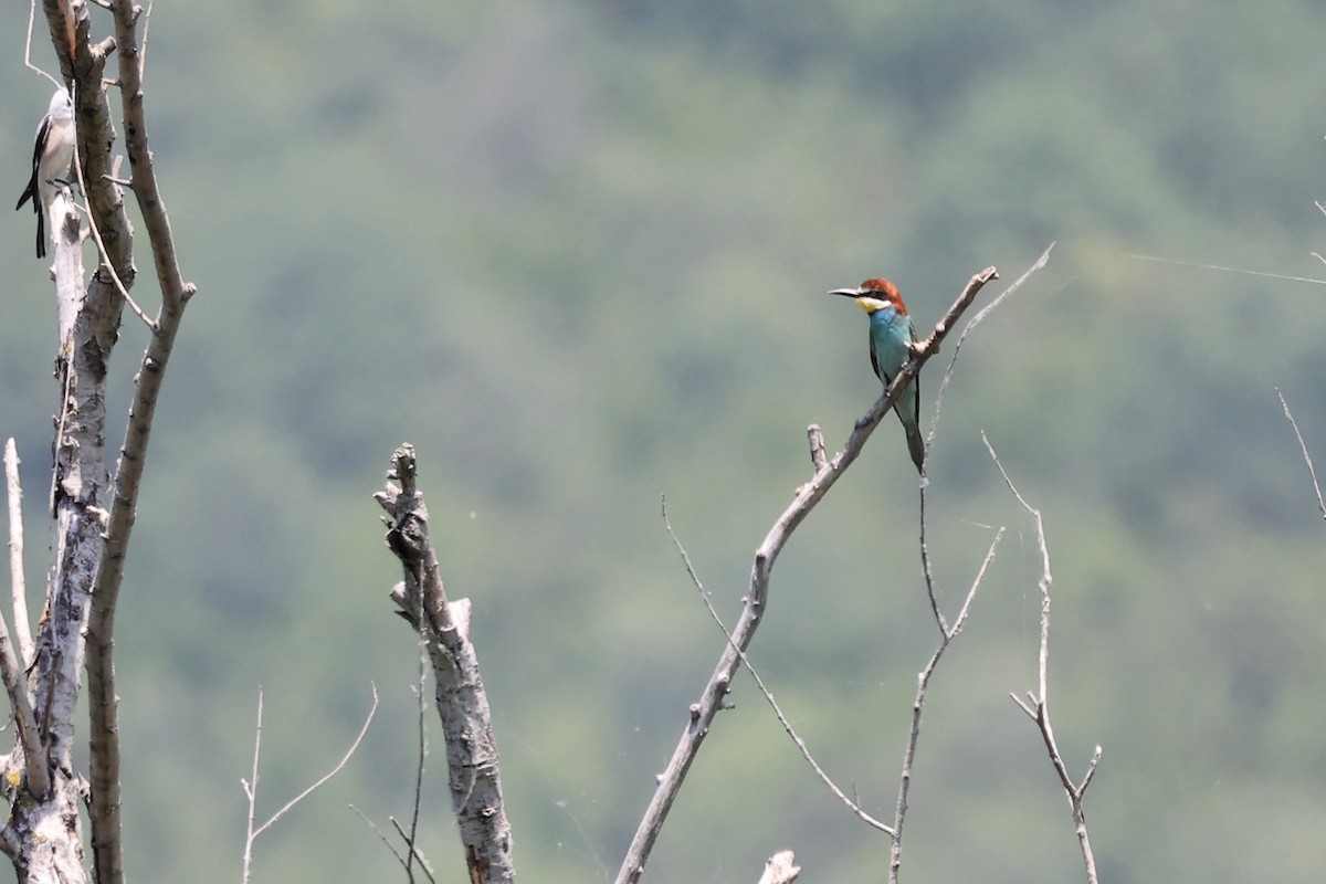 European Bee-eater - ML620330956