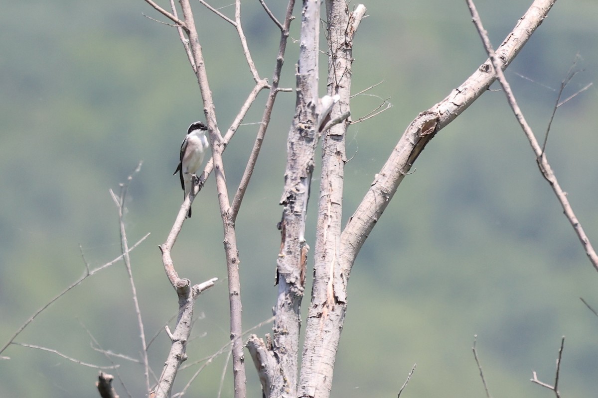 Lesser Gray Shrike - Anonymous