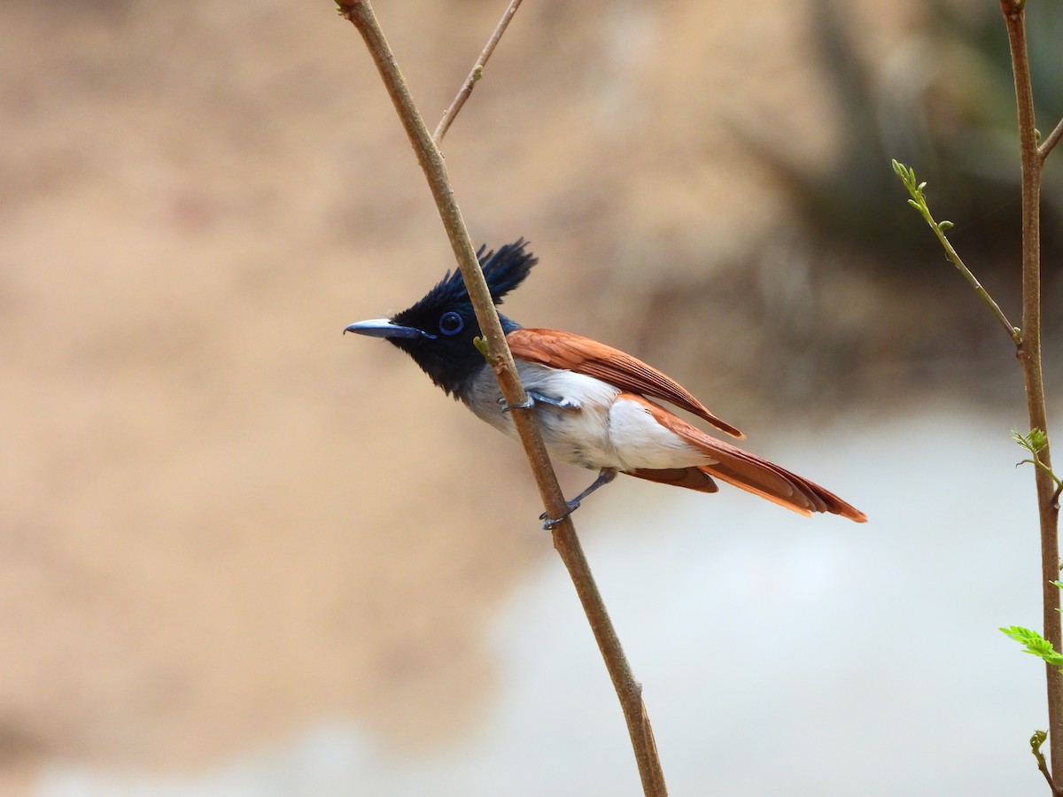 Indian Paradise-Flycatcher - ML620330962