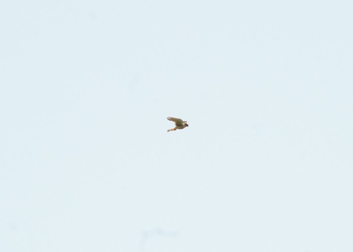 American Kestrel - ML620330966