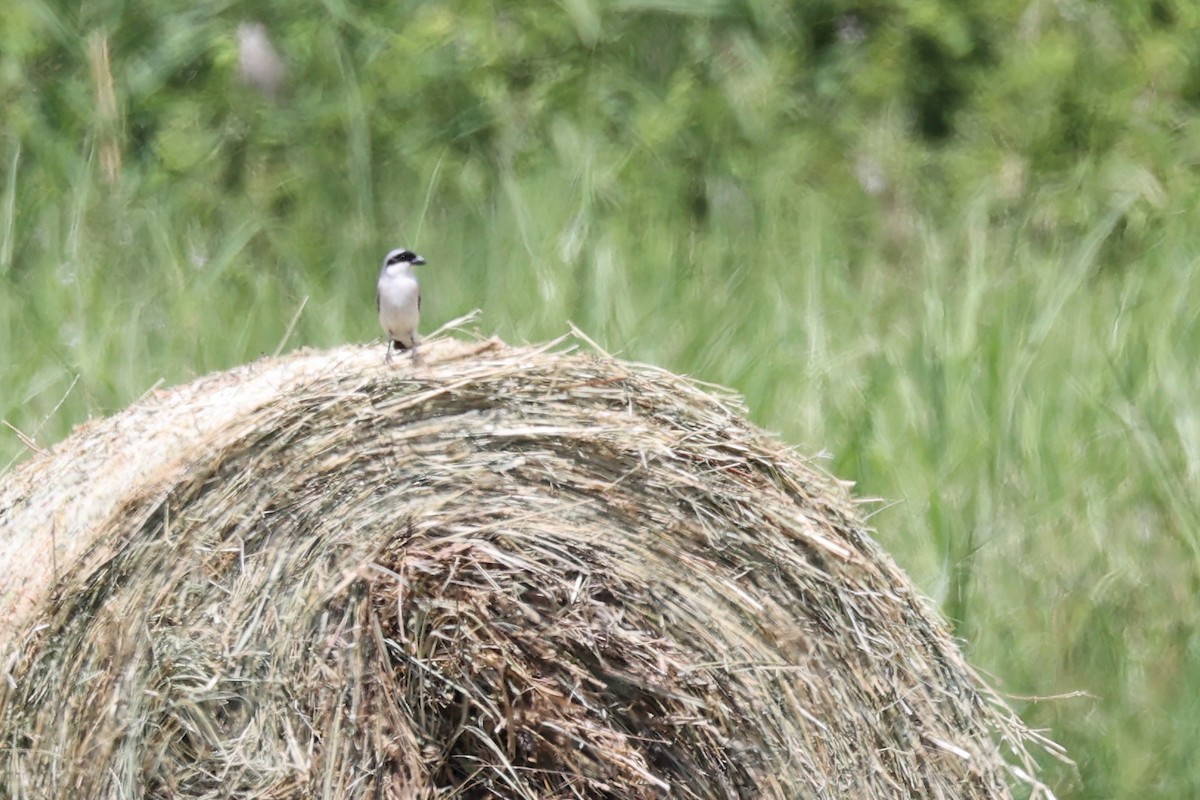 Lesser Gray Shrike - ML620330973