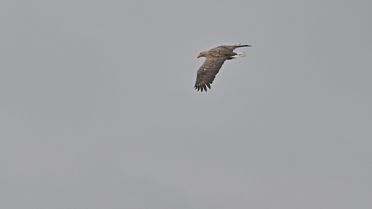 White-tailed Eagle - ML620330975
