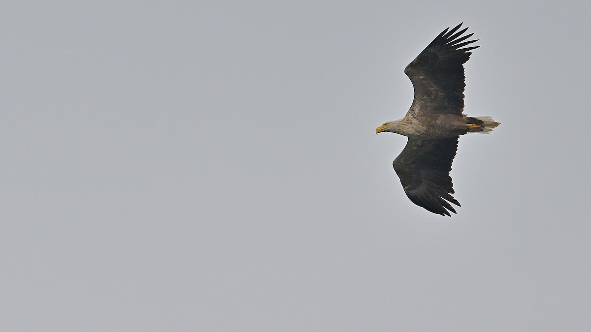 White-tailed Eagle - ML620330976