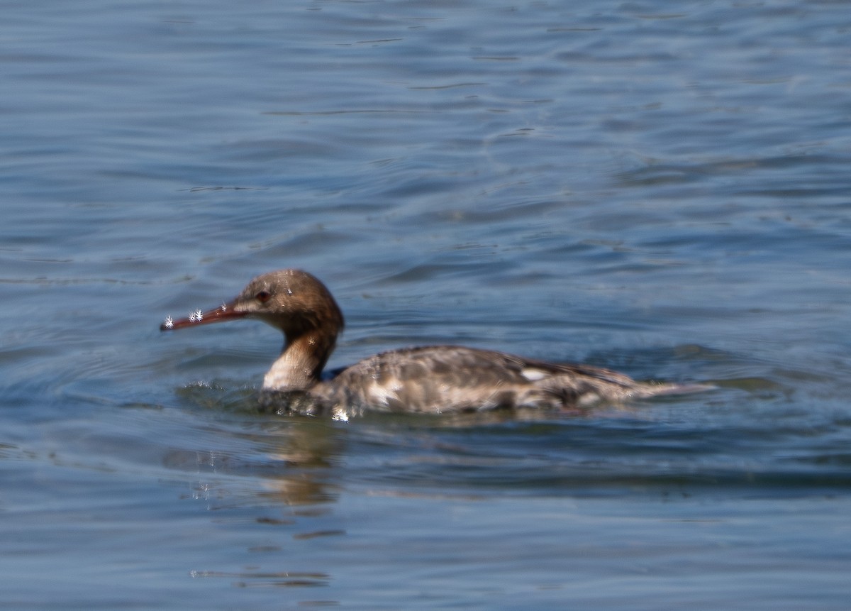 Red-breasted Merganser - ML620330980