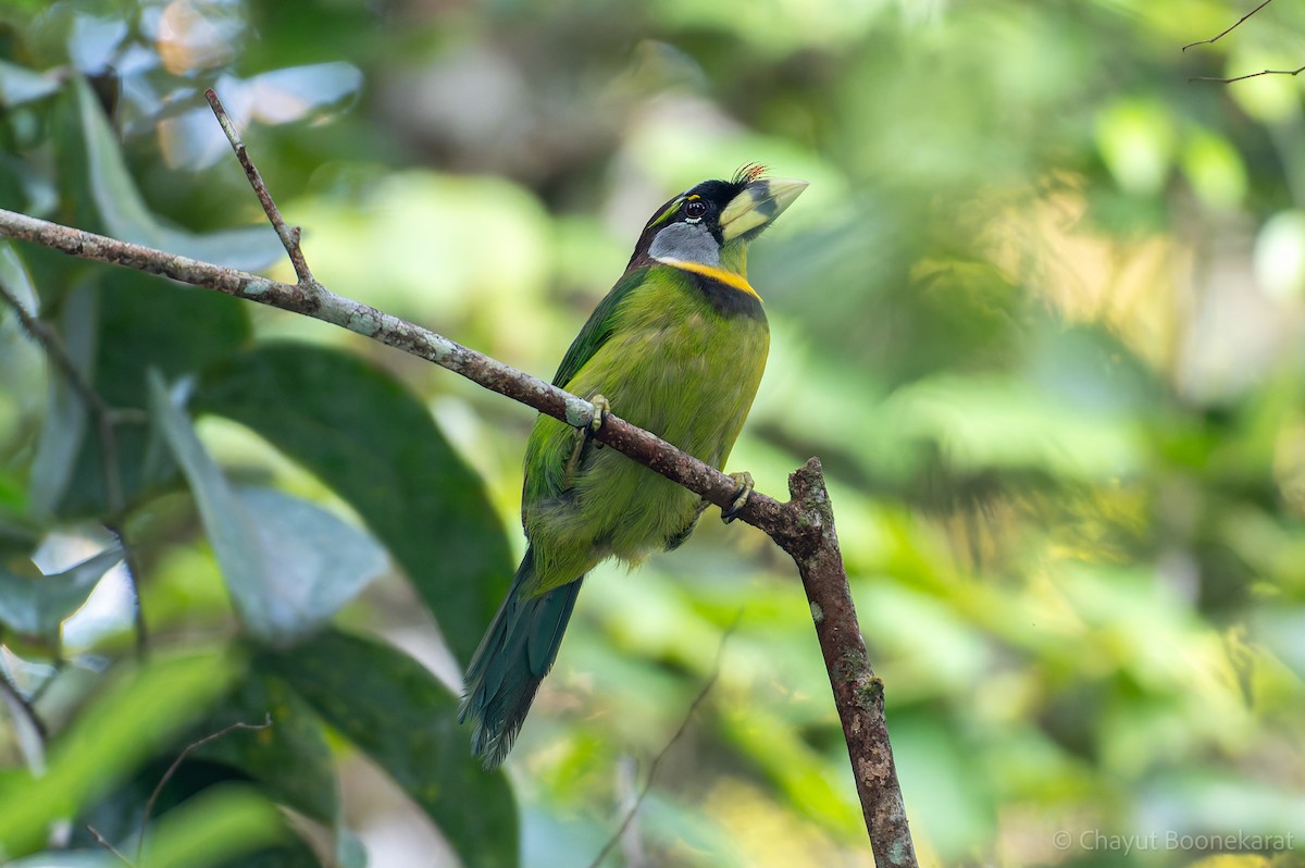 Fire-tufted Barbet - ML620330989