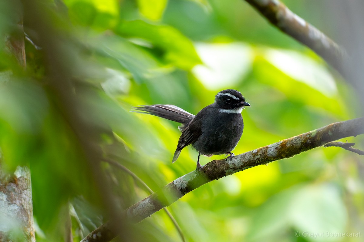 White-throated Fantail - ML620330997