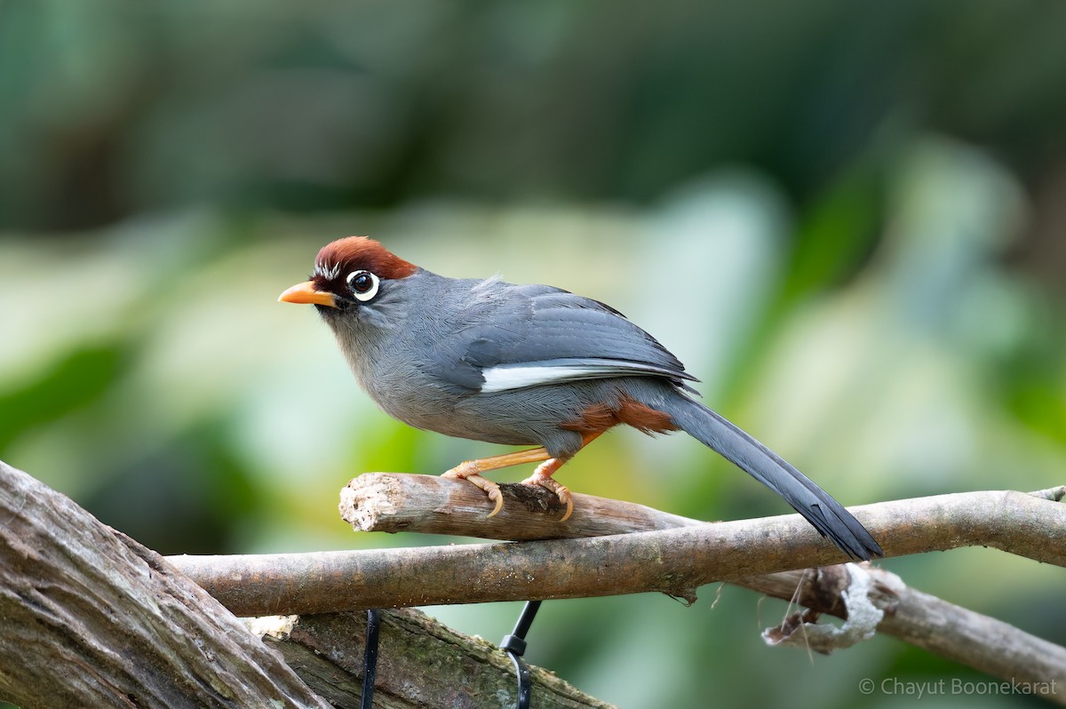 Chestnut-capped Laughingthrush - ML620331017