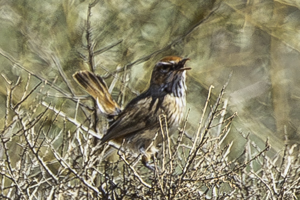 Rufous Fieldwren - ML620331019