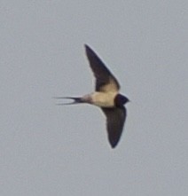 Barn Swallow - ML620331023