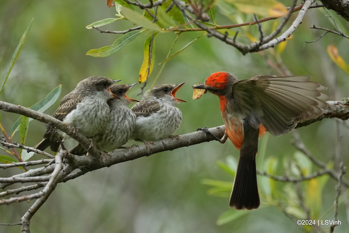 Vermilion Flycatcher - ML620331035