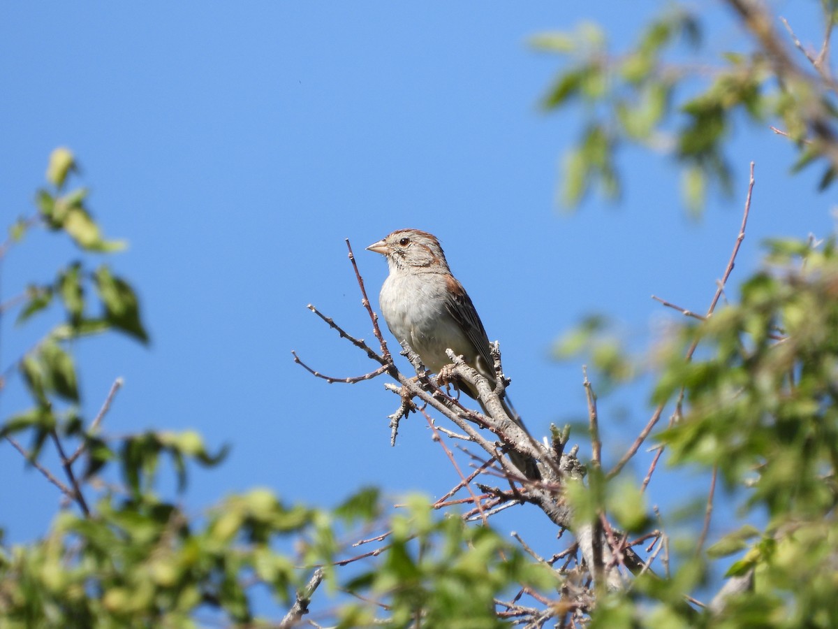 Rufous-winged Sparrow - ML620331041