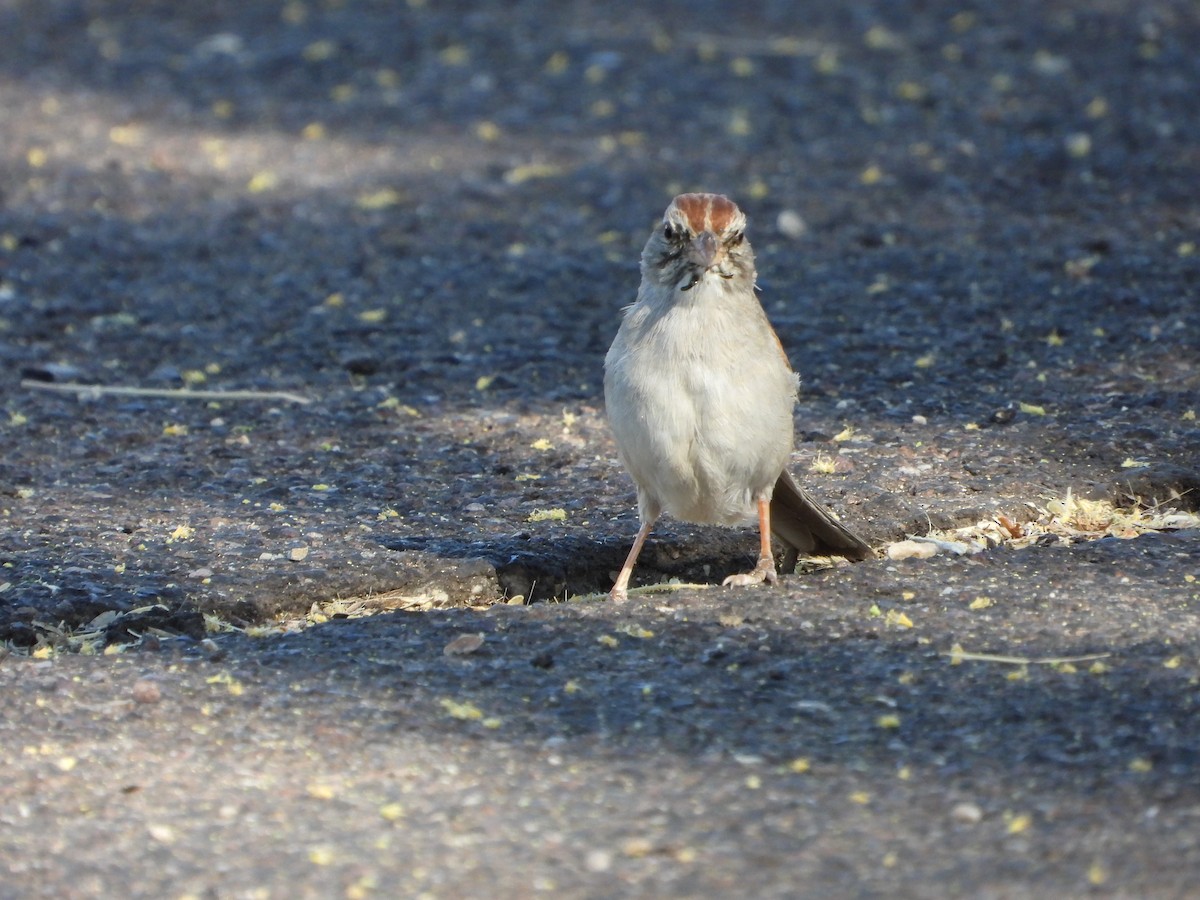 Rufous-winged Sparrow - ML620331043