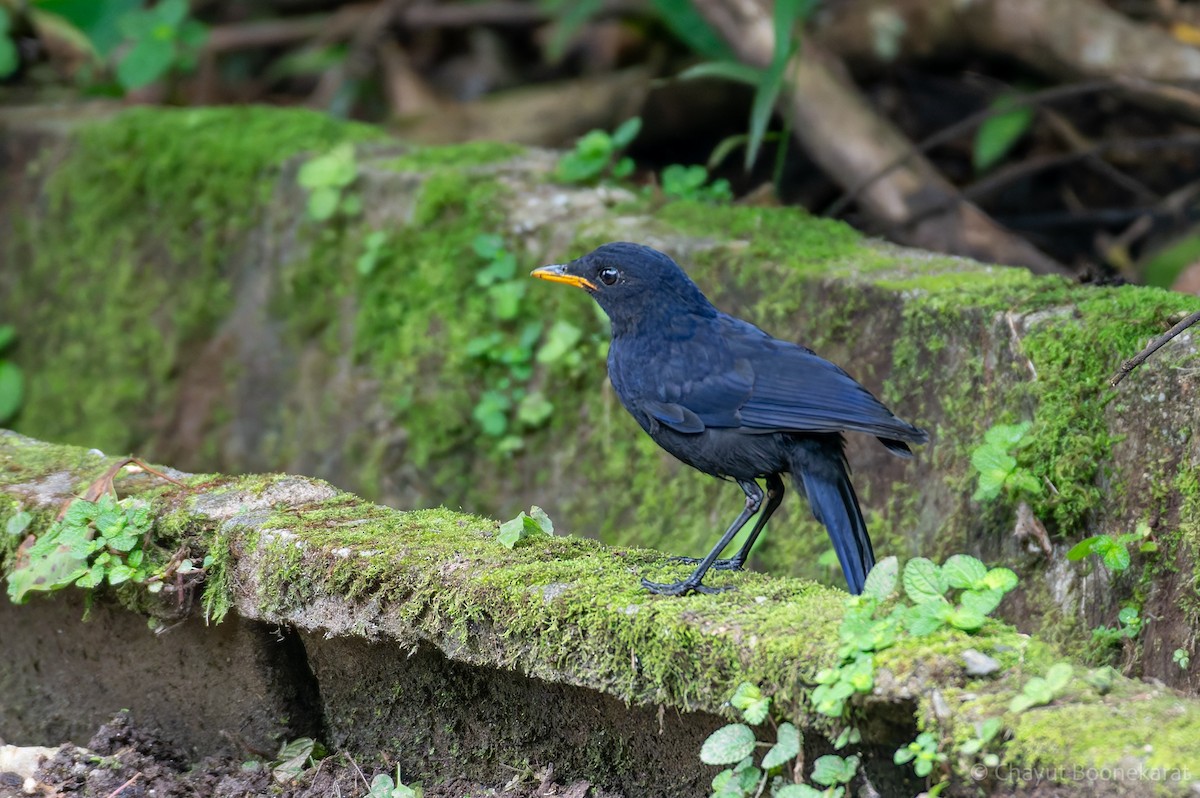 Malayan Whistling-Thrush - ML620331044