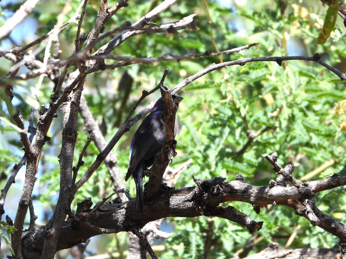 Passerin varié - ML620331047