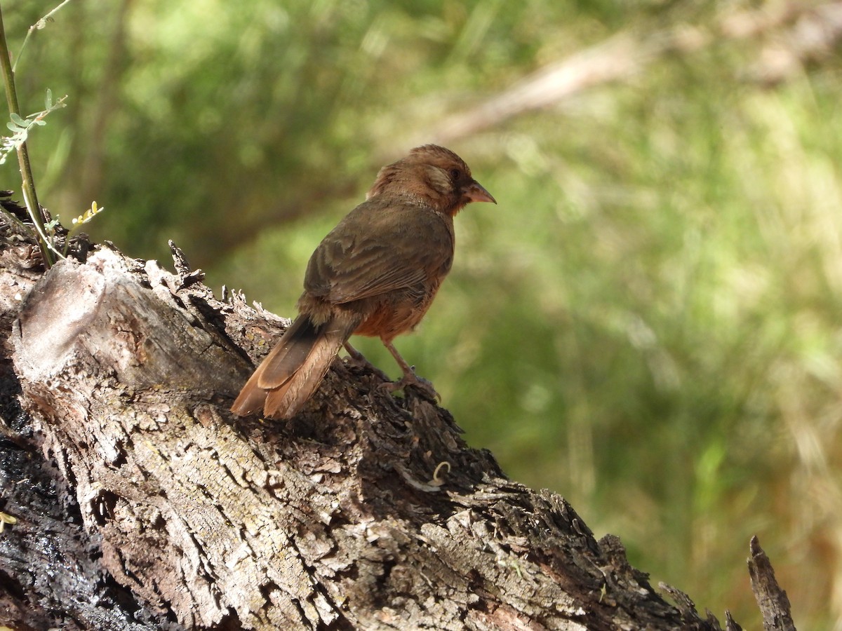 Abert's Towhee - ML620331053