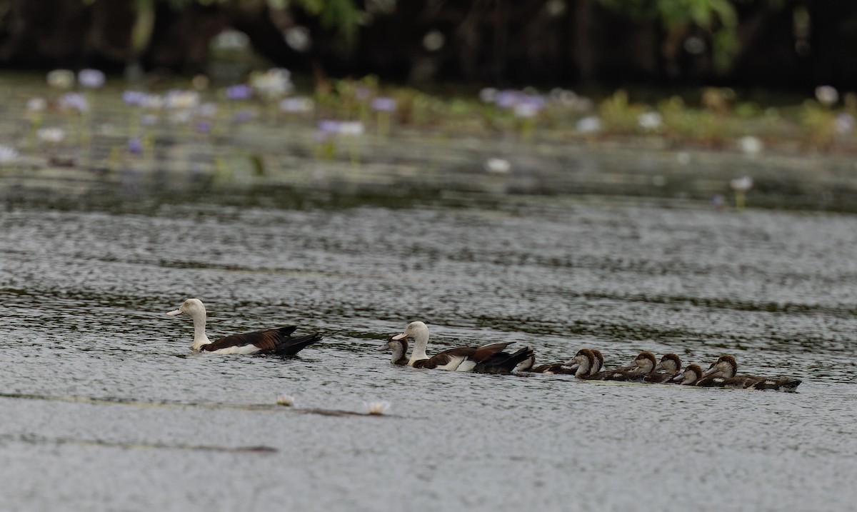 Radjah Shelduck - ML620331059