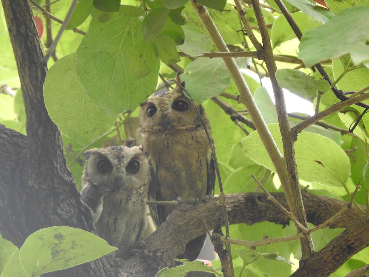 Indian Scops-Owl - ML620331064