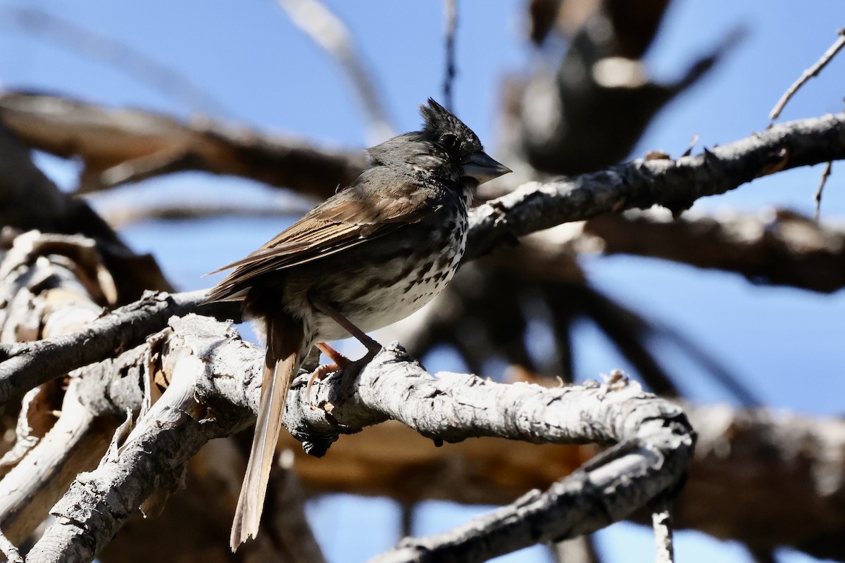 Fox Sparrow (Thick-billed) - Alice Church