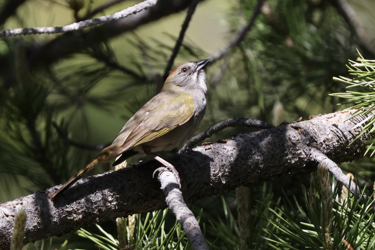 Green-tailed Towhee - ML620331072