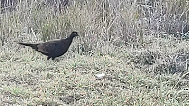 Ring-necked Pheasant - ML620331074