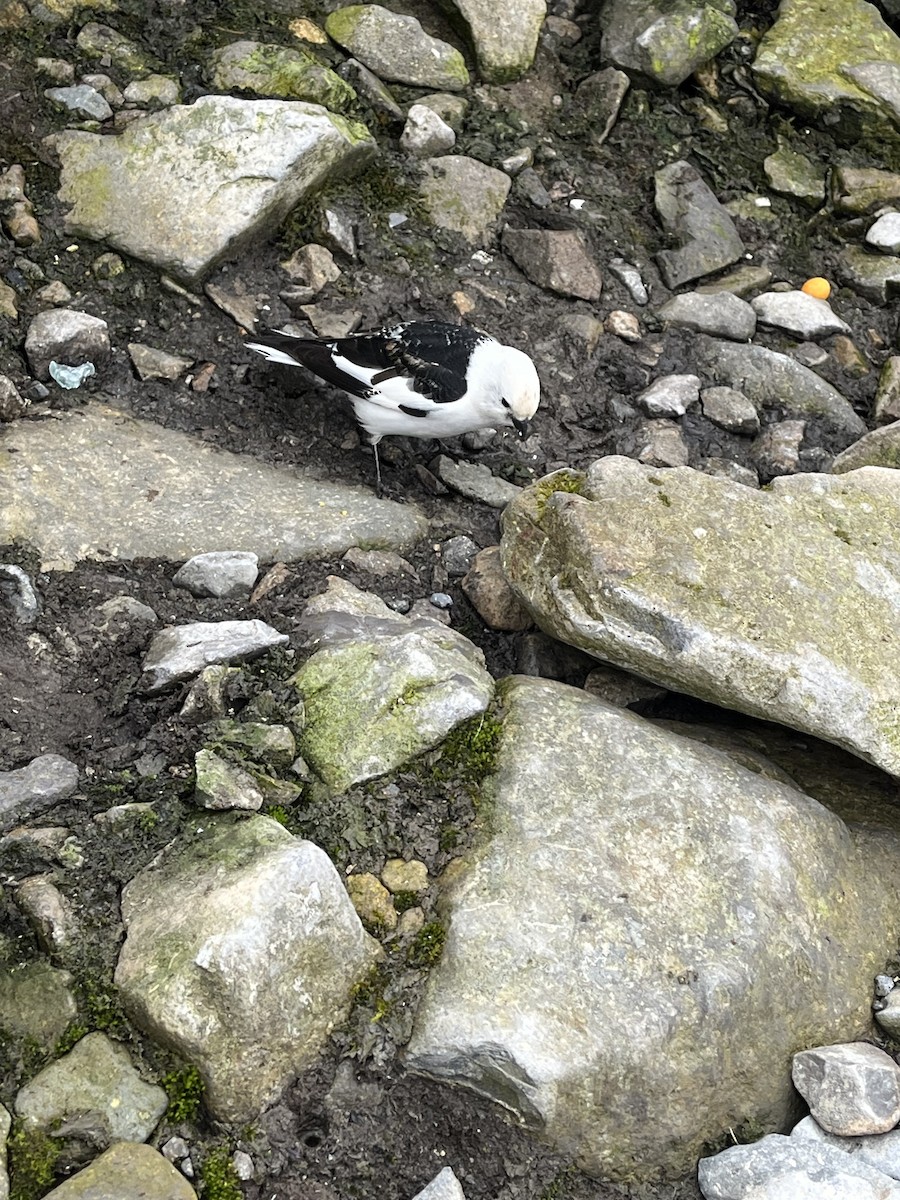 Snow Bunting - ML620331076