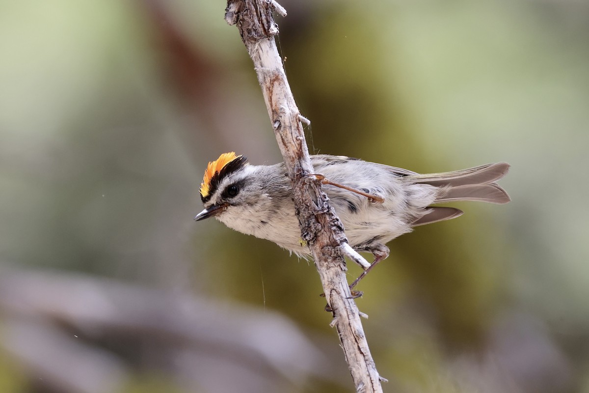 Golden-crowned Kinglet - ML620331088