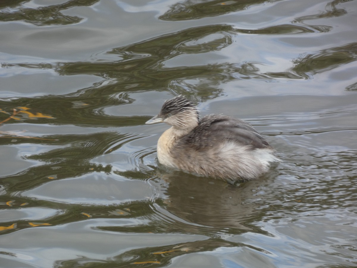 Hoary-headed Grebe - ML620331094