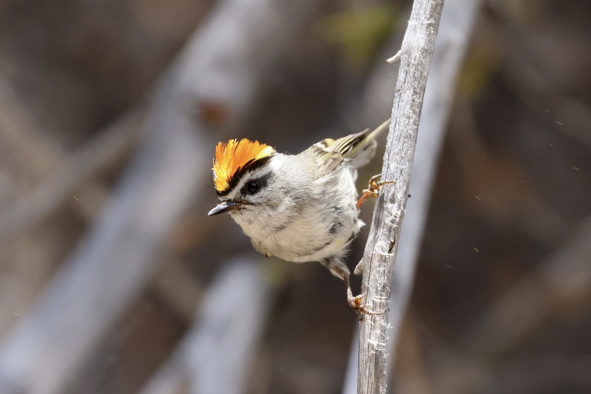 Golden-crowned Kinglet - ML620331096