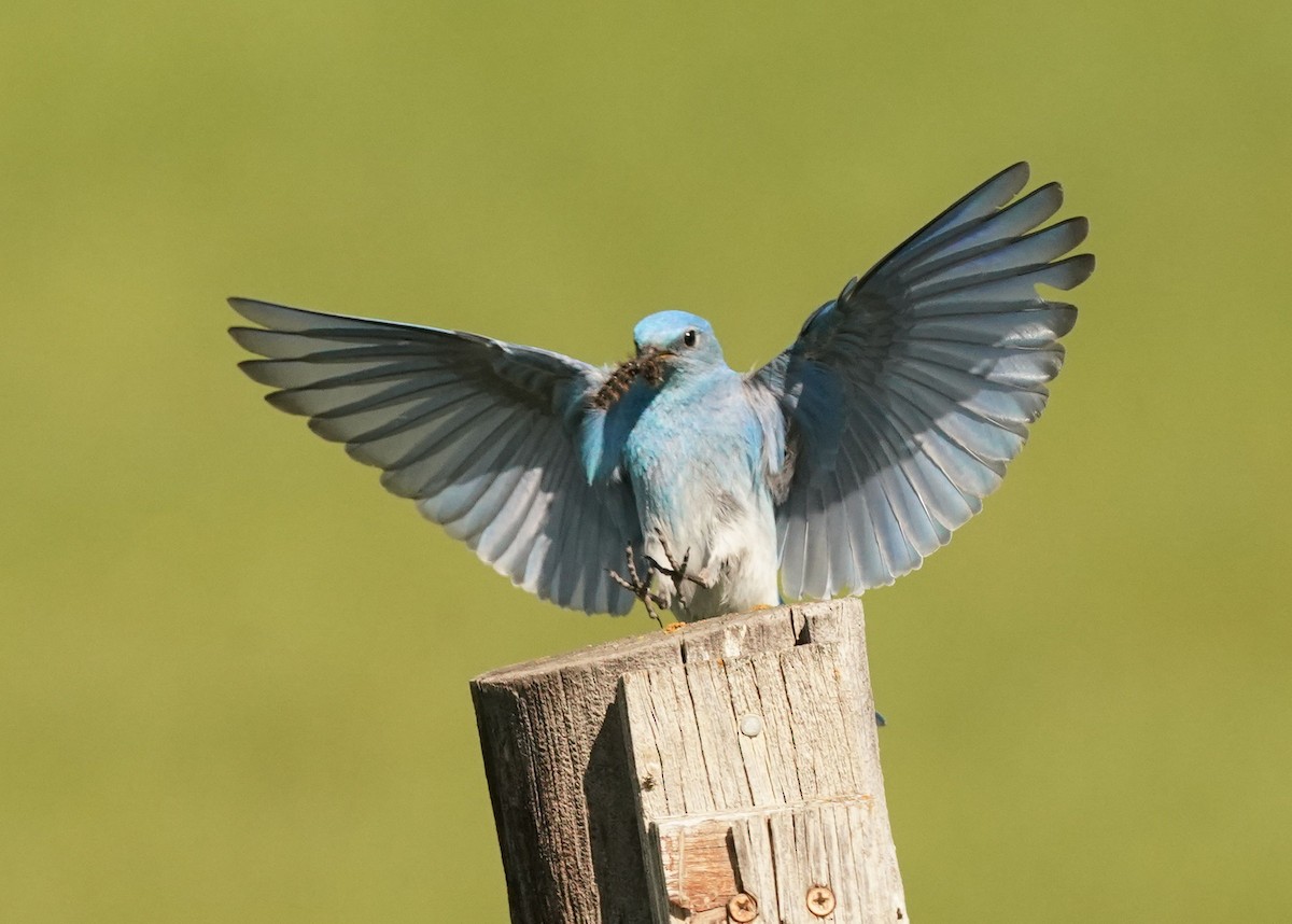 Mountain Bluebird - ML620331124