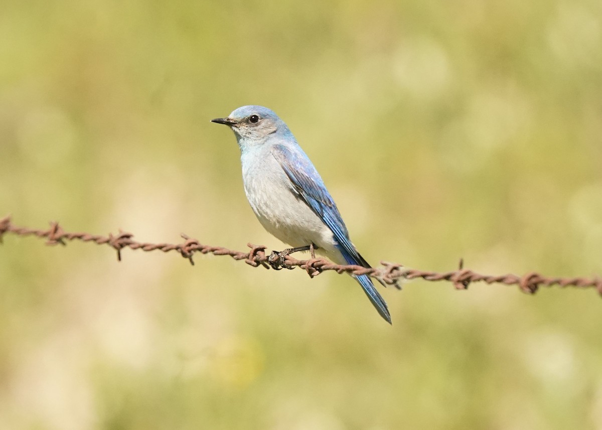 Mountain Bluebird - ML620331132