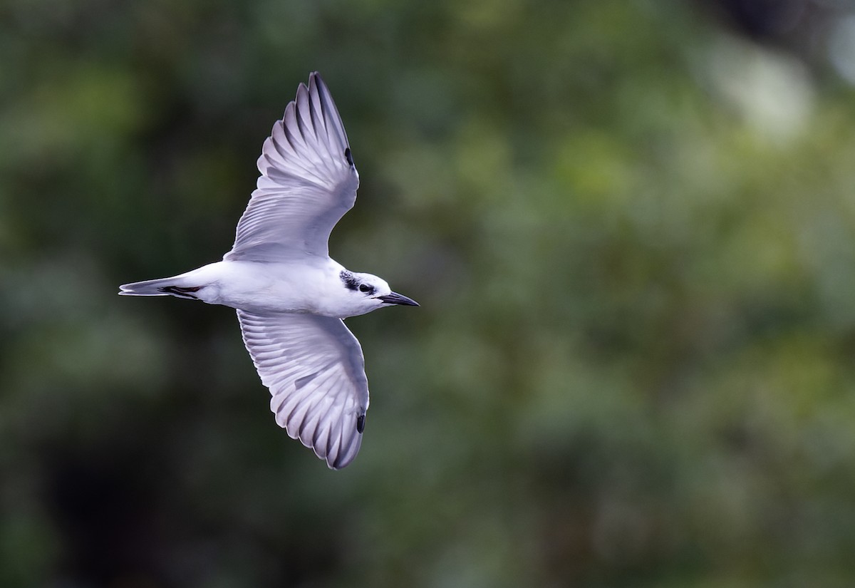 Whiskered Tern - ML620331146