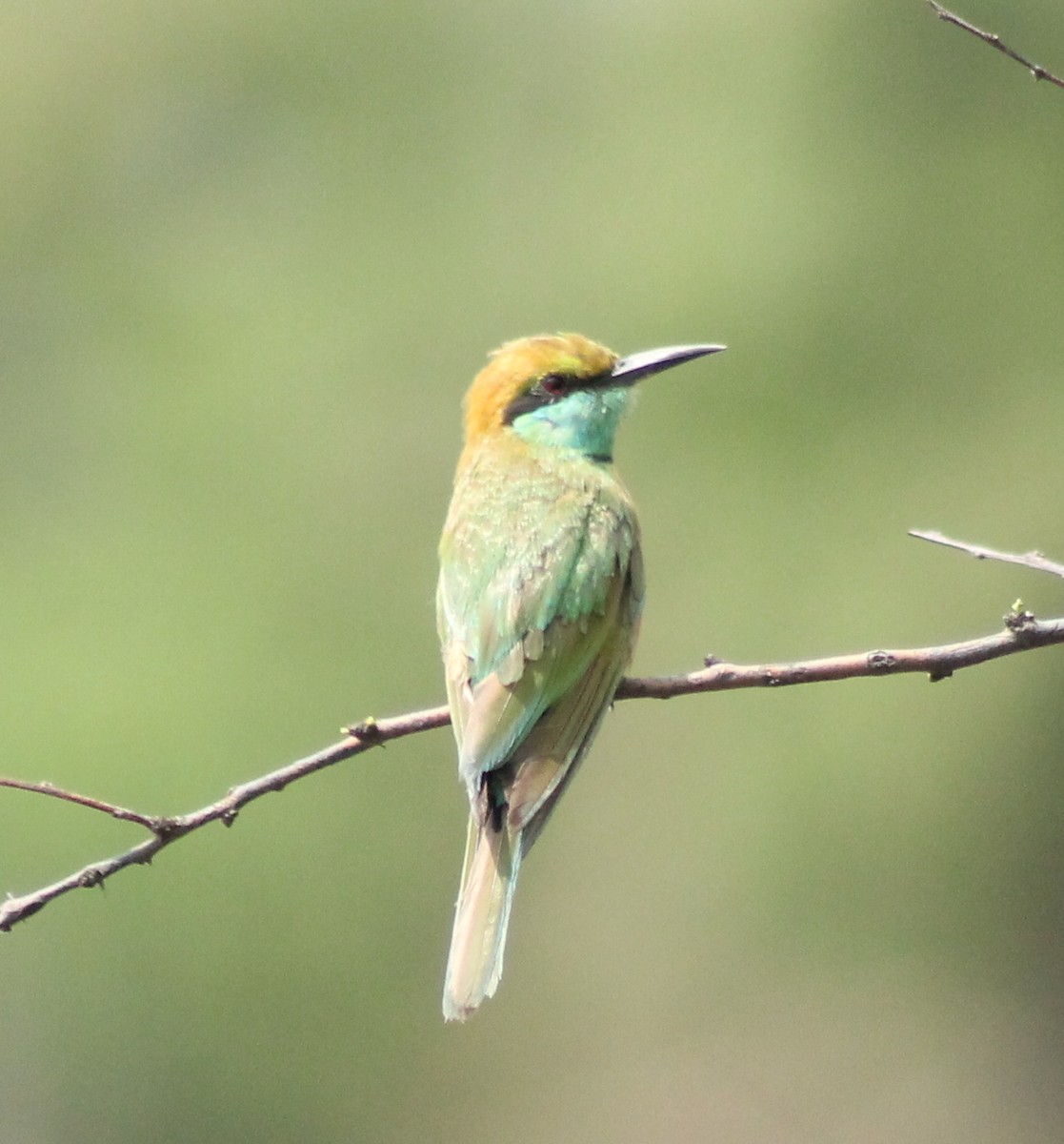 Asian Green Bee-eater - ML620331160