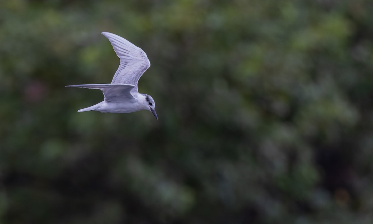 Whiskered Tern - ML620331164