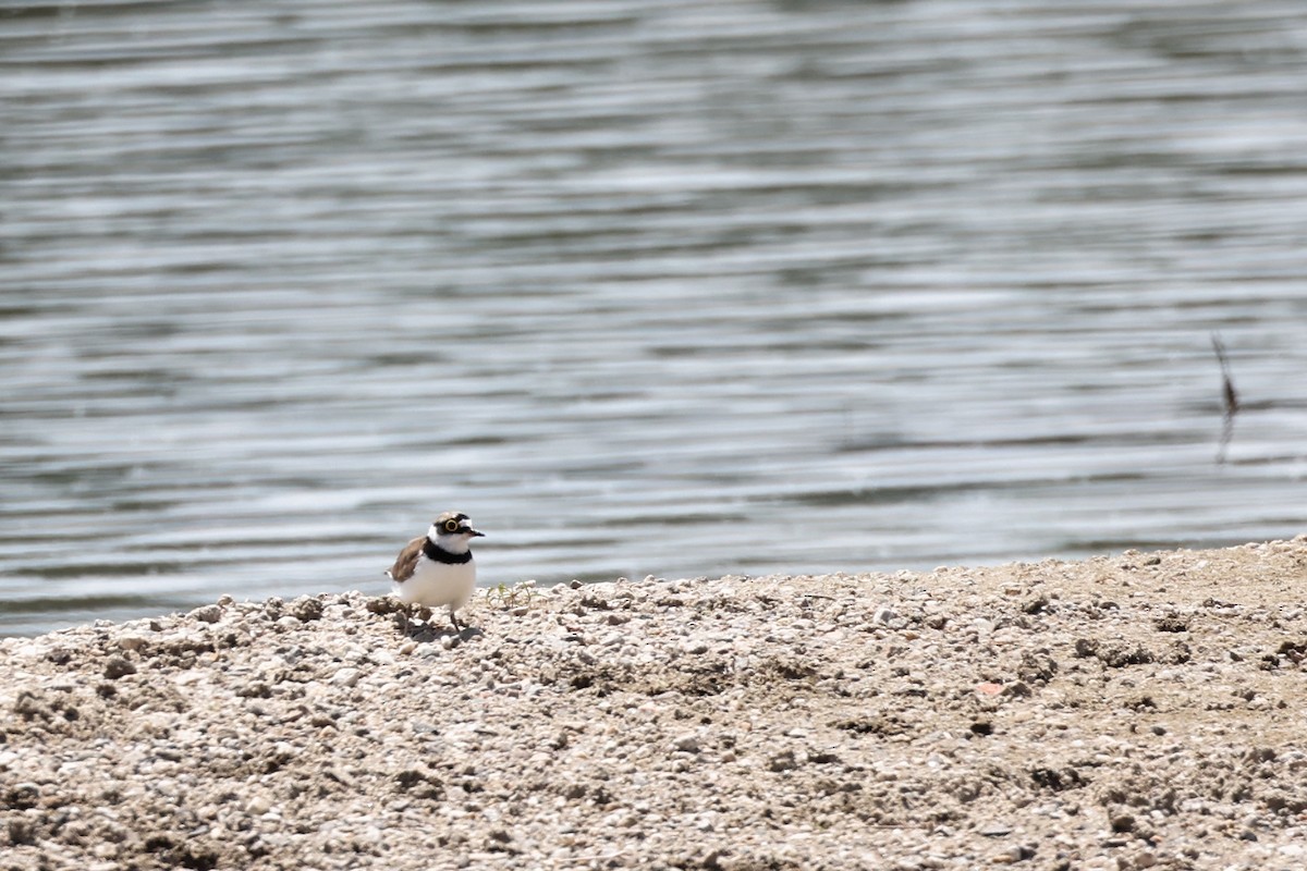 Little Ringed Plover - ML620331171