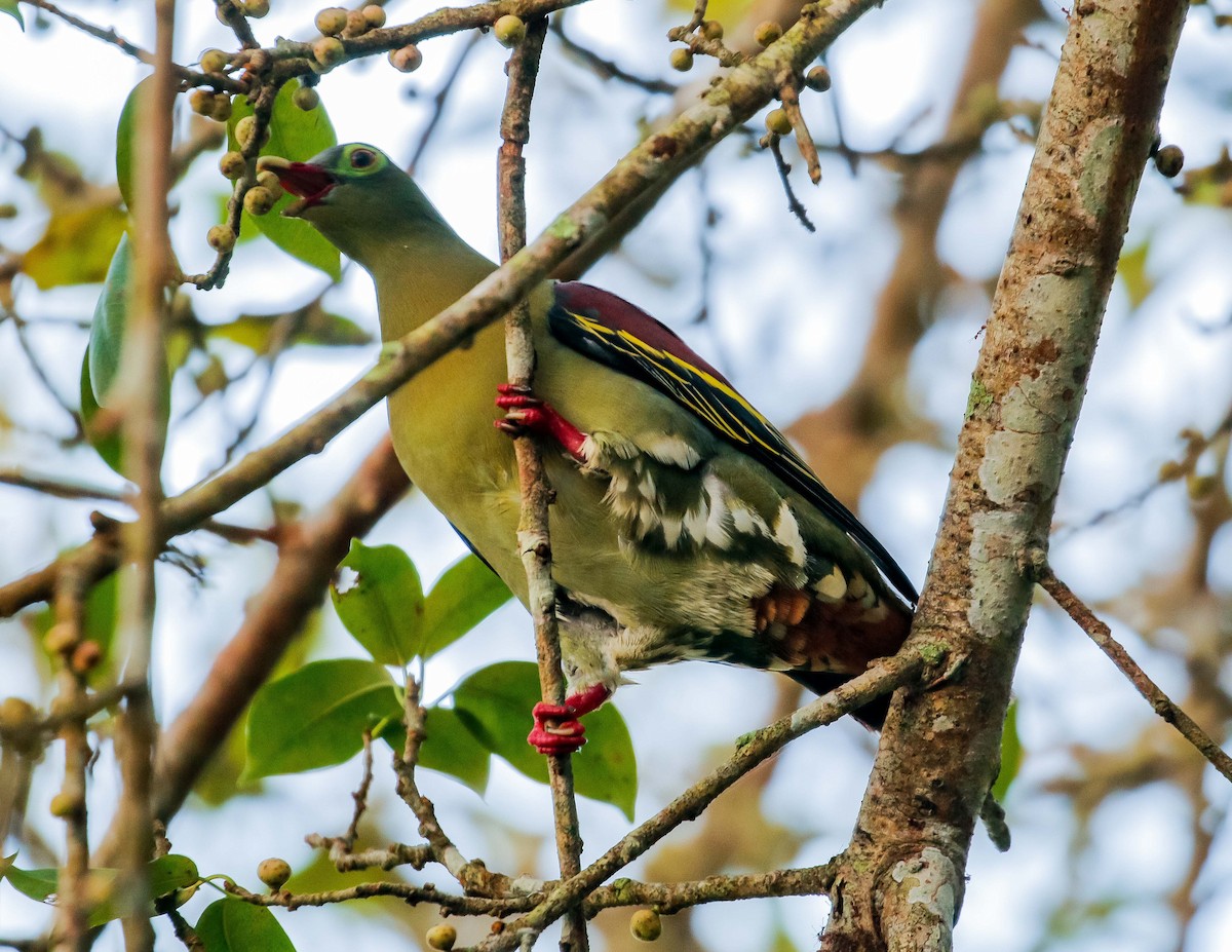 Thick-billed Green-Pigeon - ML620331172