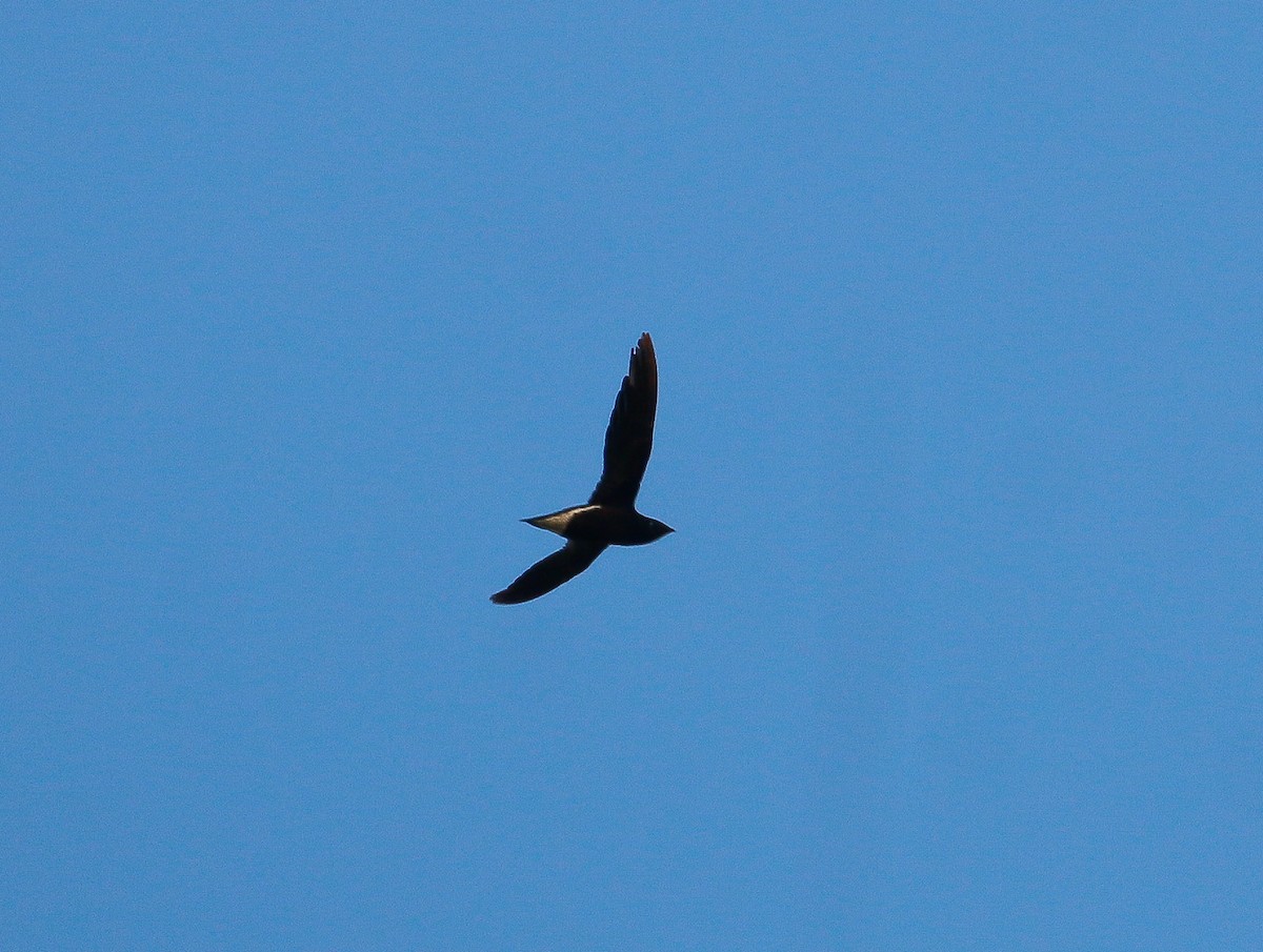 Brown-backed Needletail - ML620331176